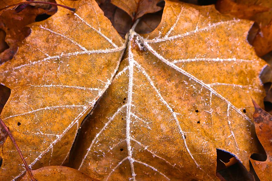 Brittle Leaf with Frost Photograph by Polly Castor