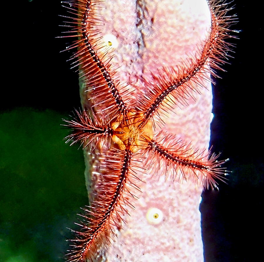 Brittle Sea Star Fish Photograph by Amy McDaniel