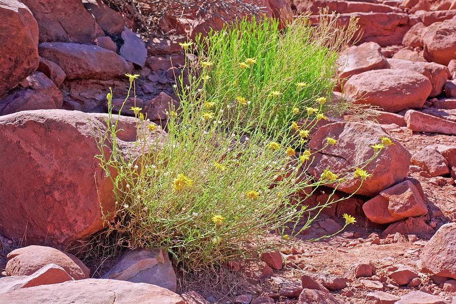 Brittlebush at Guano Point in Grand Canyon West, Arizona  Photograph by Ruth Hager