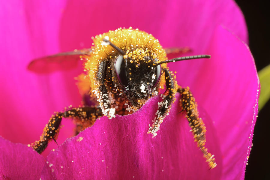 Bro got any pollen Photograph by Brian Hale