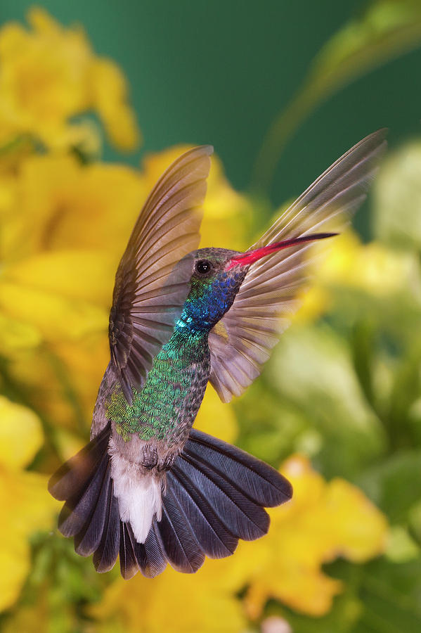 Hummingbird Photograph - Broad-Bill Pose by Janet Fikar