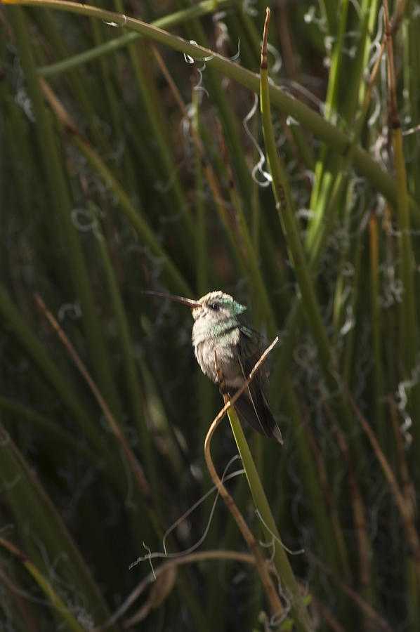 Broad Billed Humming Bird fem Photograph by Daniel Hebard