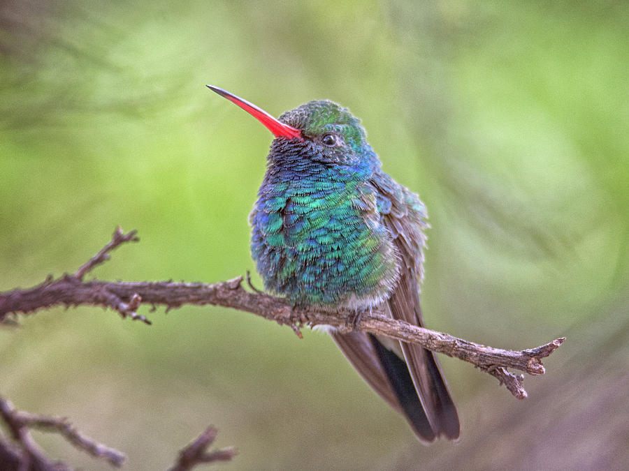 Broad-billed Hummingbird 3652 Photograph by Tam Ryan