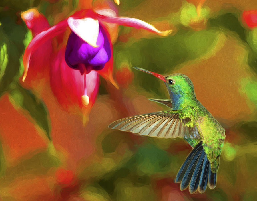 Broad-billed Hummingbird and Fuscia Photograph by Gregory Scott