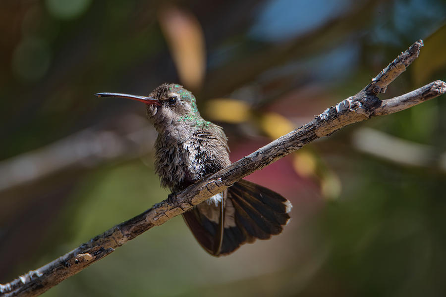 Broad-Billed Hummingbird Photograph by Dan McManus