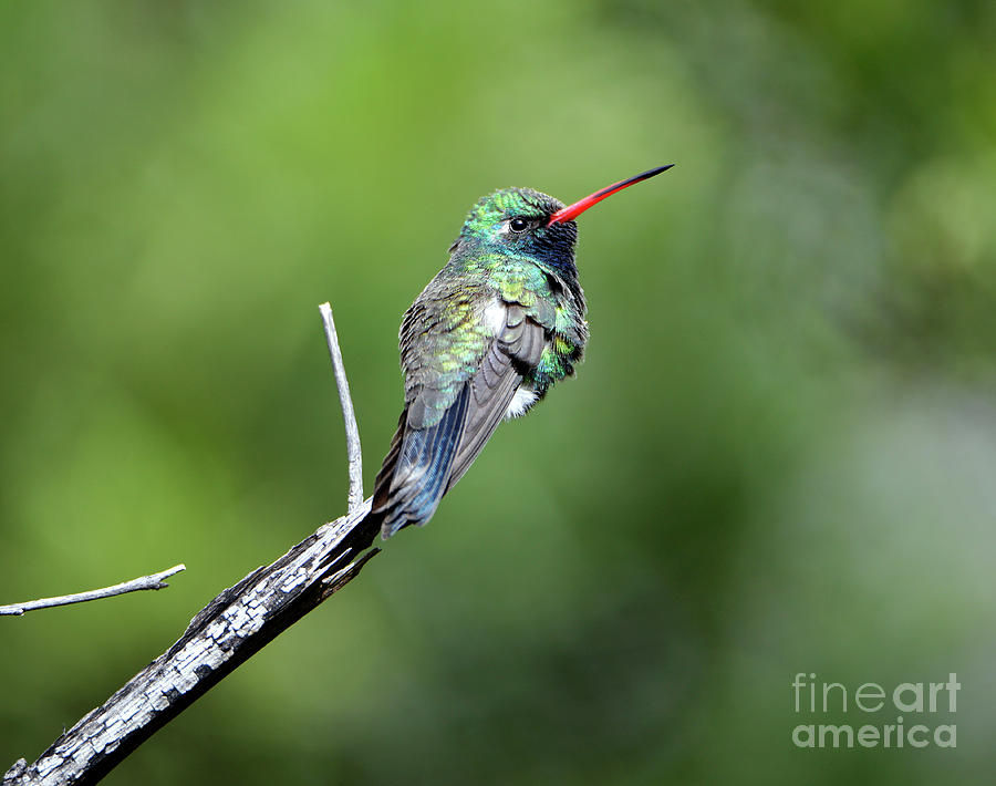 Broad-billed Hummingbird Photograph by Denise Bruchman