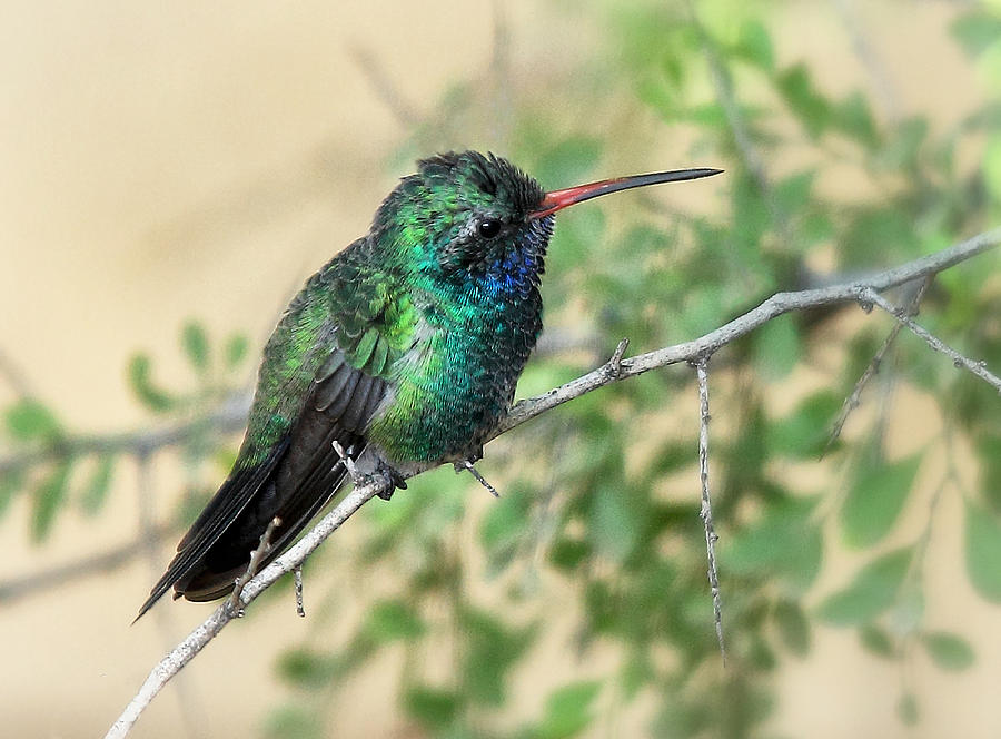 Broad-Billed Hummingbird Photograph by Elaine Malott