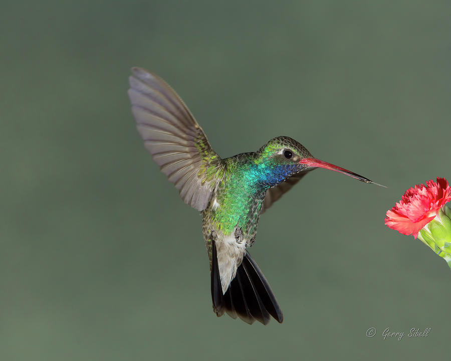 Broad Billed Hummingbird Photograph by Gerry Sibell