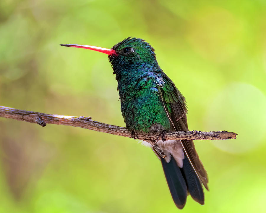 Broad-billed Hummingbird h1832 Photograph by Mark Myhaver