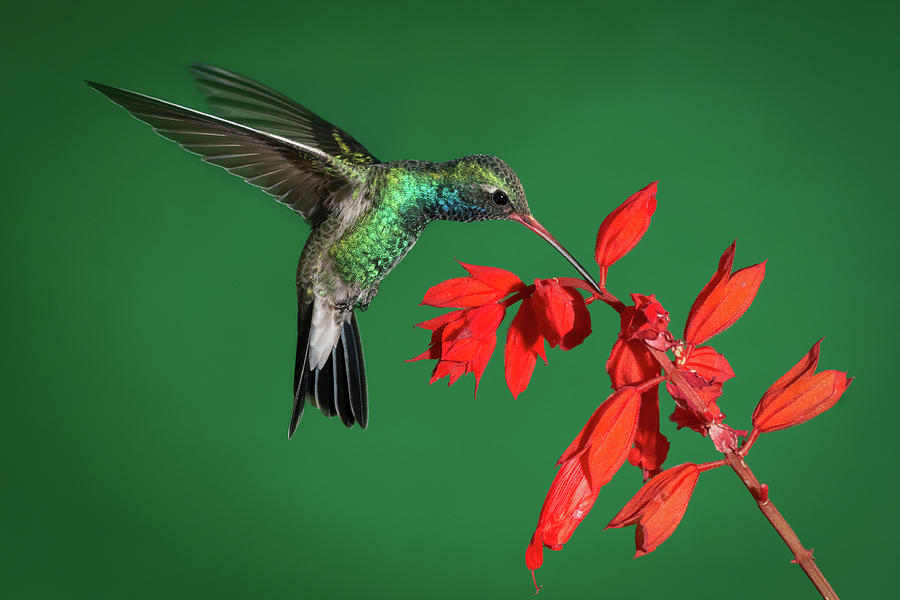 Broad-billed Hummingbird  Photograph by James Capo