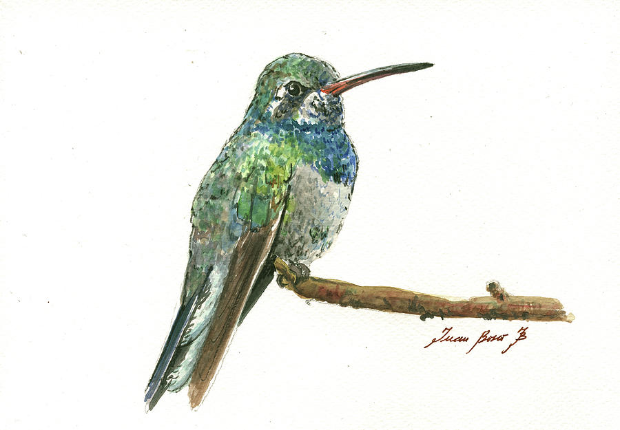 Bird Nursery Painting - Broad billed Hummingbird by Juan Bosco