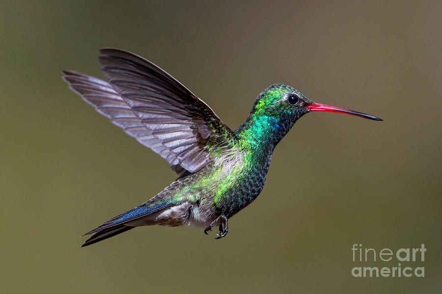 Broad-billed Hummingbird Photograph by Lisa Manifold