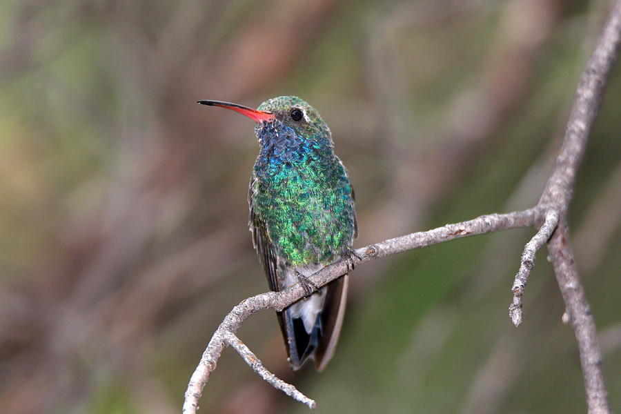 Hummingbird Photograph - Broad-billed Hummingbird Male 3 by Ron D Johnson