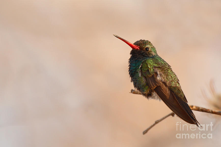 Broad-billed Hummingbird On Spring Perch Photograph by Max Allen