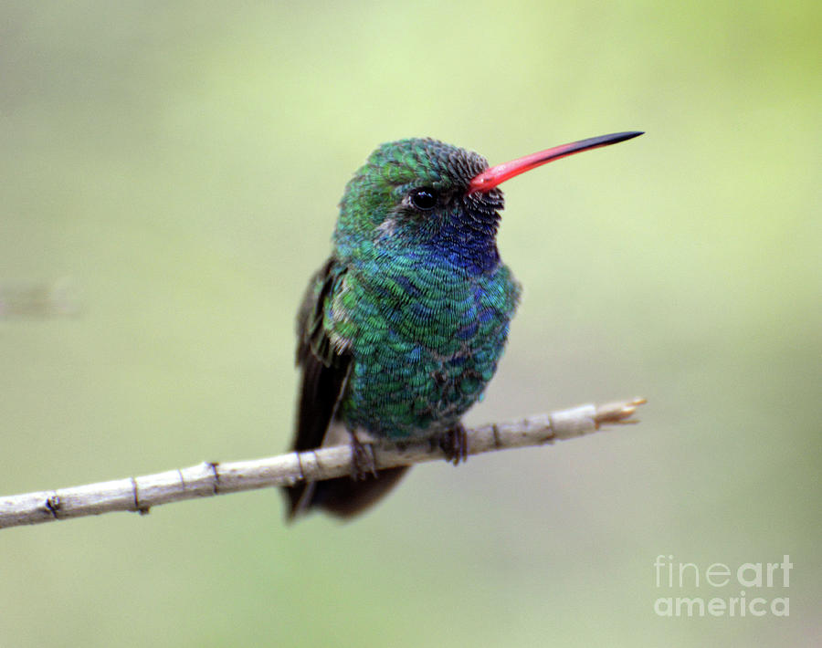 Broad-billed Hummingbird Portrait Photograph by Denise Bruchman