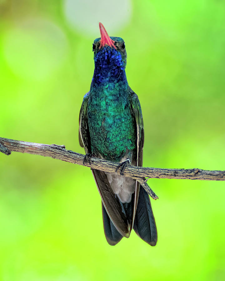 Broad-billed Hummingbird v1852 Photograph by Mark Myhaver