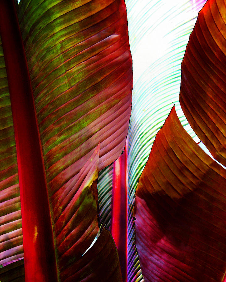 Jungle Photograph - Broad Leaves by Timothy Bulone