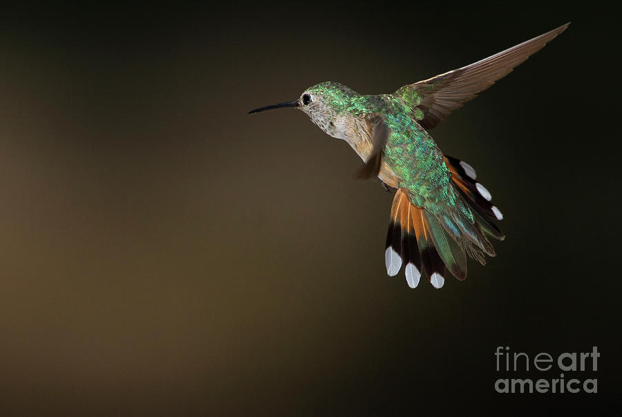 Broad Tailed Hummingbird Coming in for a landing  Photograph by Ruth Jolly