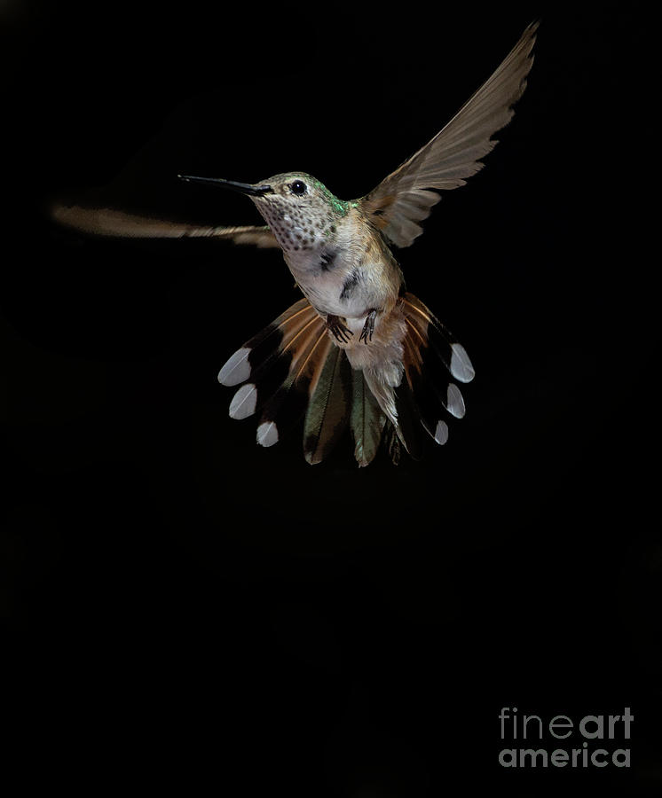 Broad Tailed Hummingbird  display Photograph by Ruth Jolly