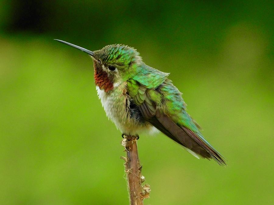Broad-tailed Hummingbird Photograph by Dan Miller