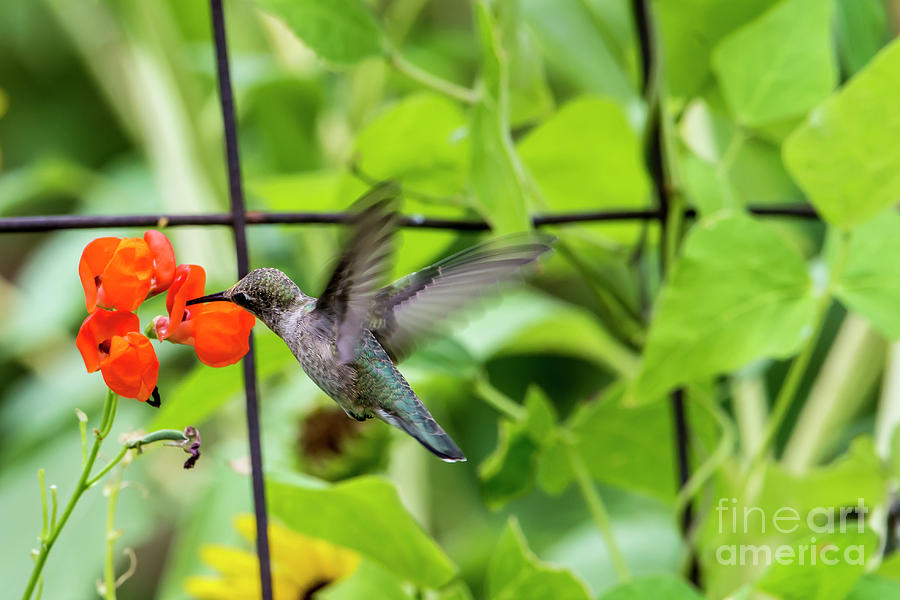  Broad-tailed Hummingbird 2 - Utah Photograph by Gary Whitton