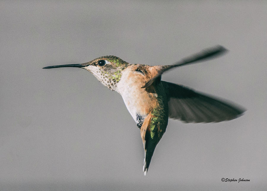 Broad-tailed Hummingbird Approaching Feeder Photograph by Stephen Johnson