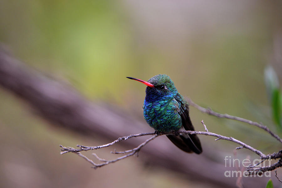 Broad-Tailed Hummingbird Photograph by Denise Bruchman