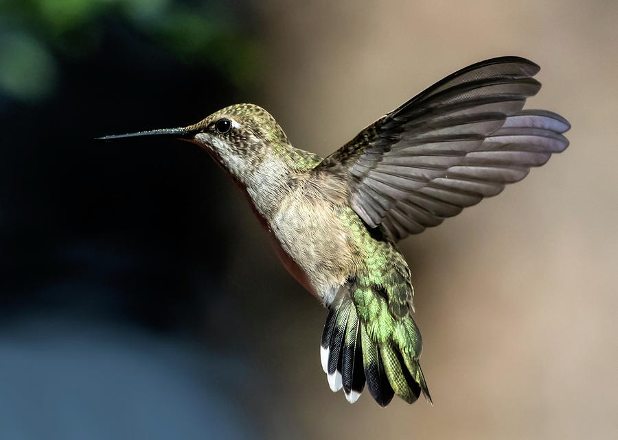 Broad-tailed Hummingbird Female Photograph by Dawn Key