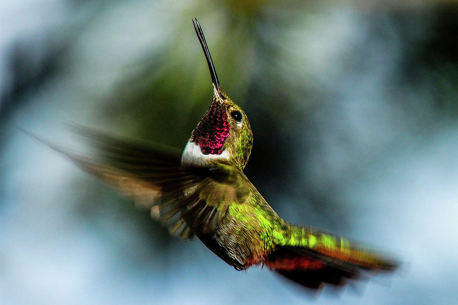 Broad-tailed Hummingbird in Flight Photograph by Marilyn Burton