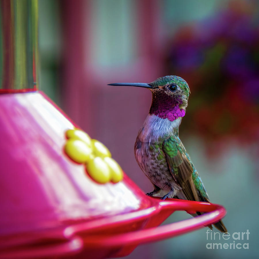 Broad Tailed Hummingbird Photograph by Jon Burch Photography