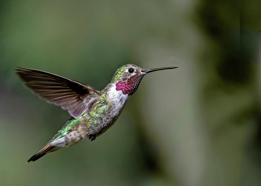 Broad-tailed Hummingbird Male Photograph by Dawn Key