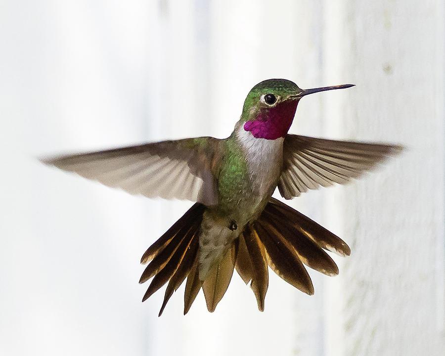 Broad Tailed Hummingbird Photograph by Mark Little