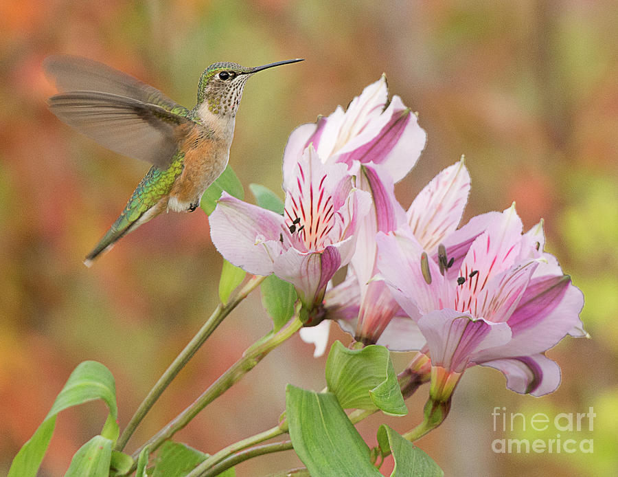 Broad Tailed Hummingbird on an Alstromeria Lilly Photograph by Dennis Hammer