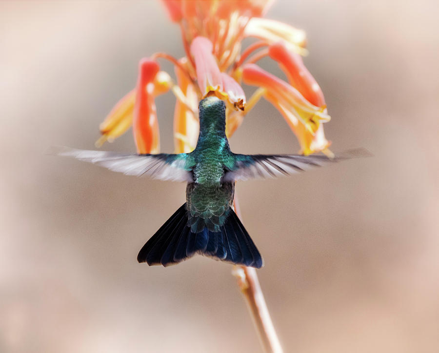 Broad Billed Hummingbird  #2 Photograph by Saija Lehtonen