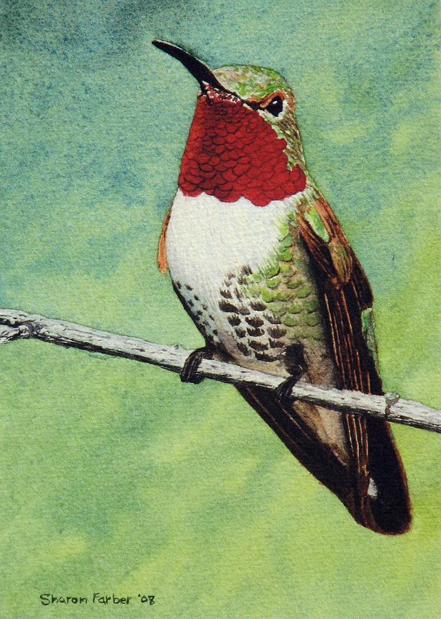 Broad-Tailed Hummingbird Painting by Sharon Farber - Fine Art America