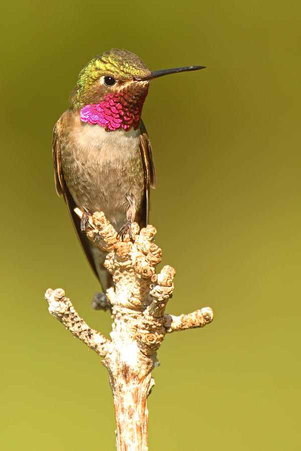 Broad-tailed Hummingbird Sitting Boldly On Perch Photograph by Max Allen