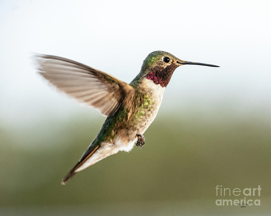 Santa Fe Photograph - Broad Tailed Hummingbird by Steven Natanson