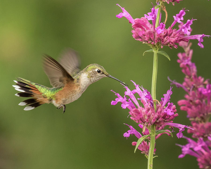 Broad-tailed Hummingbird Tail Flair Photograph by Lois Lake | Fine Art ...