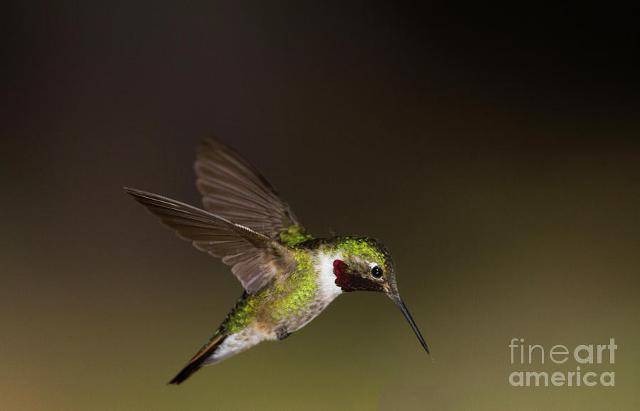 Broad tailed hummingbird  wing display  Photograph by Ruth Jolly