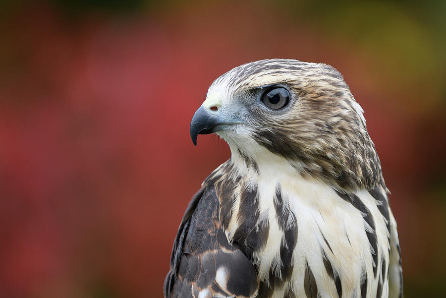 Broad Wing Hawk Photograph by Michael Hubley