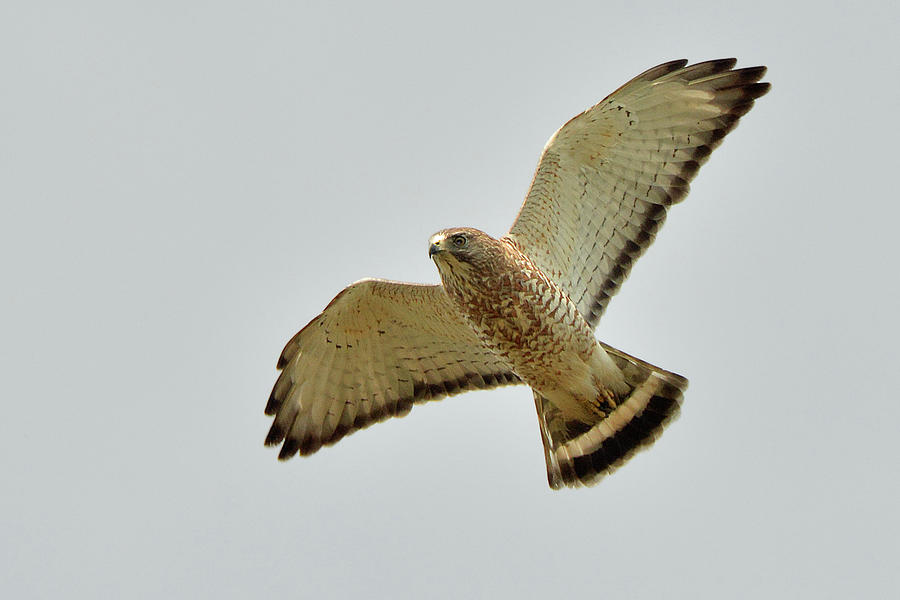 Broad-winged Hawk Photograph by Alan Lenk