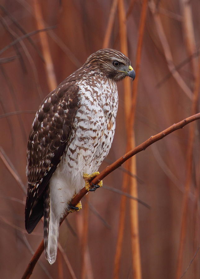 Broad-winged Hawk Photograph by Bruce J Robinson