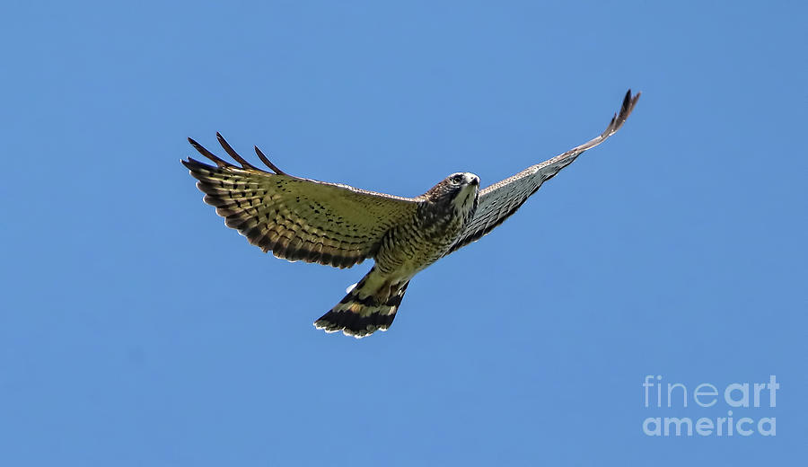  Broad-winged Hawk Photograph by Elizabeth Winter
