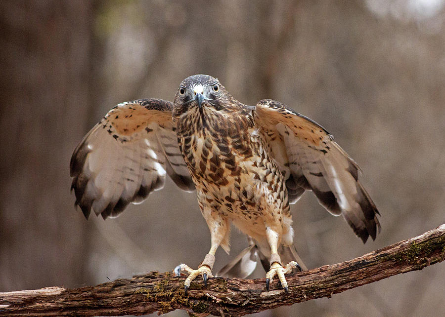 Broad Winged Hawk Photograph by Ira Marcus