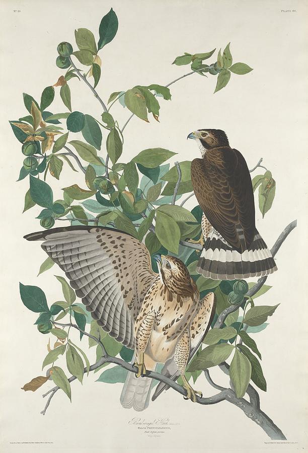 John James Audubon Drawing - Broad-Winged Hawk by Dreyer Wildlife Print Collections 
