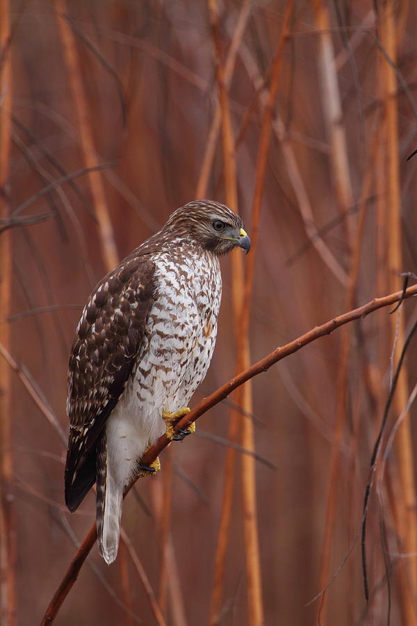 Broad-winged Hawk Perched Photograph by Bruce J Robinson