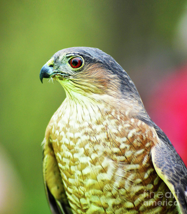 Broad-winged Hawk Profile Photograph by Kathy Kelly