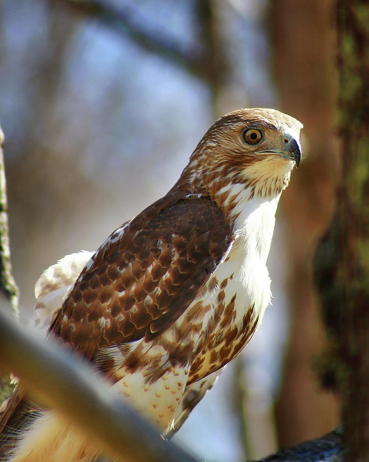 Broad-winged Hawk Photograph by SC Shank