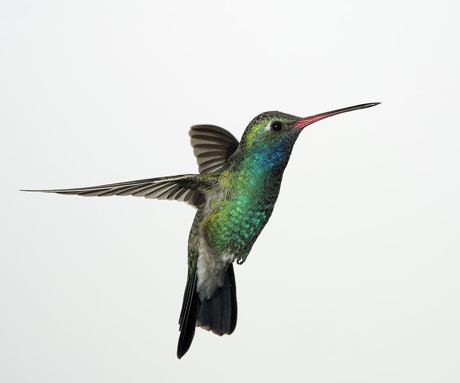 Hummingbird Photograph - Broadbill Hummingbird in Flight by Gregory Scott