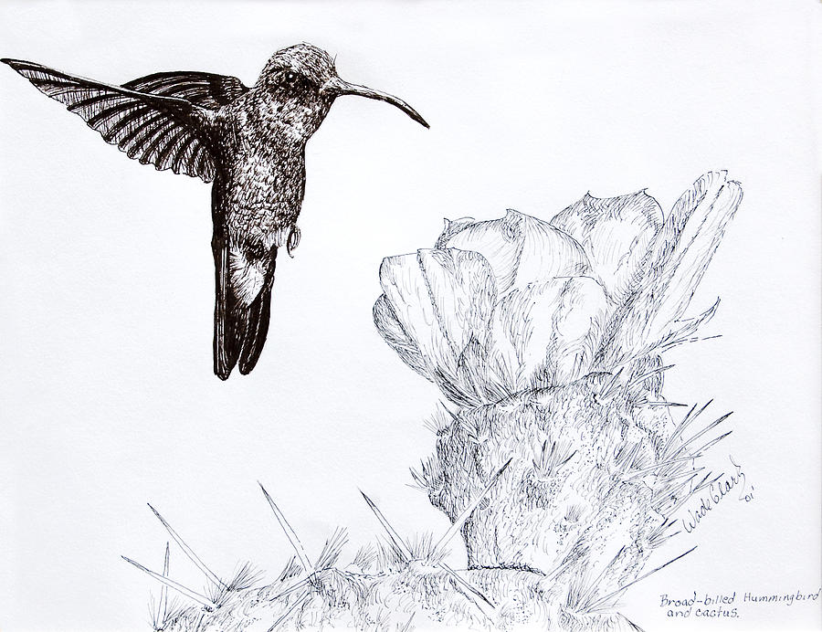 Broadbilled Hummingbird Drawing by Wade Clark
